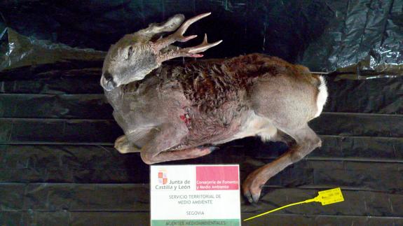 Agentes medioambientales sorprenden a un cazador con un corzo recién abatido sin precintar